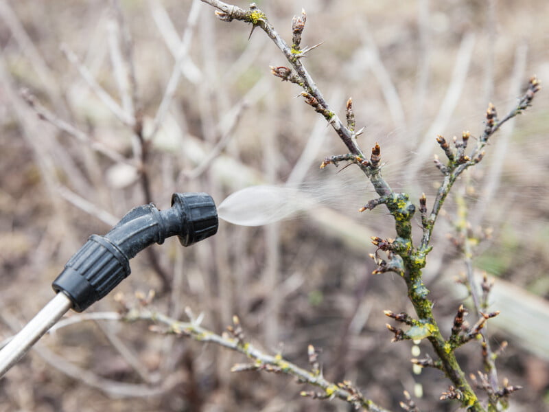 Перша обробка саду в лютому чи на початку березня. Як і чим захистити плодові дерева від парші, плодової гнилі, борошнистої роси, попелиці та кліщів