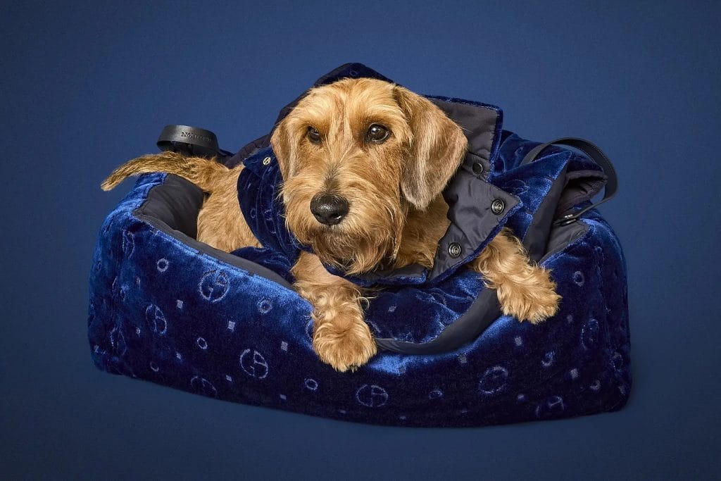 Мода для чотирилапих: Giorgio Armani представили колекцію одягу і аксесуарів для собак