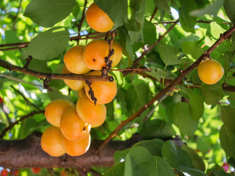 Абрикос потішить раннім і щедрим урожаєм. Садівники пояснили, що потрібно зробити навесні