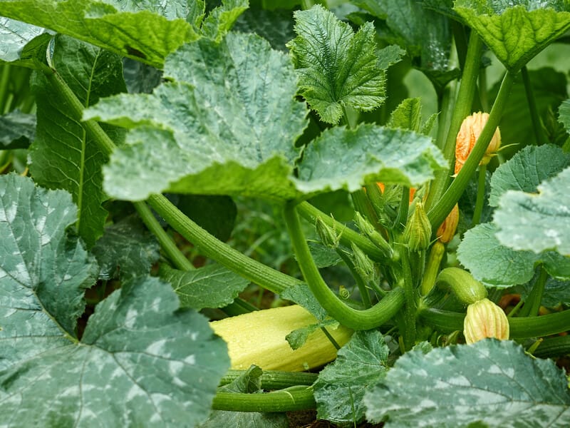 Ніколи не садіть поряд із кабачками ці рослини – і зберете щедрий урожай. Назвали культури, які найкраще сіяти одна з одною