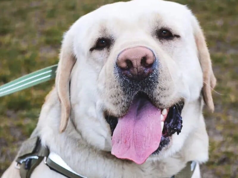 Лабрадор Ермі, який їхав із Києва до Чернігова в тамбурі поїзда зі своїм кінологом, відреагував на скандал навколо цієї ситуації