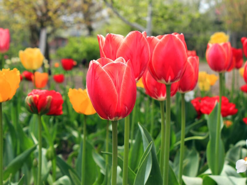 Щойно почнуть формуватися бутони – полийте квіти цим розчином. Садівниця розповіла про перше весняне підживлення тюльпанів