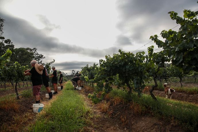Австралійські фермери знищують мільйони виноградних лоз на тлі надлишку вина