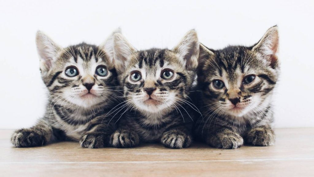 Чому кіт чхає – ветеринар розповіла, коли варто бити на сполох