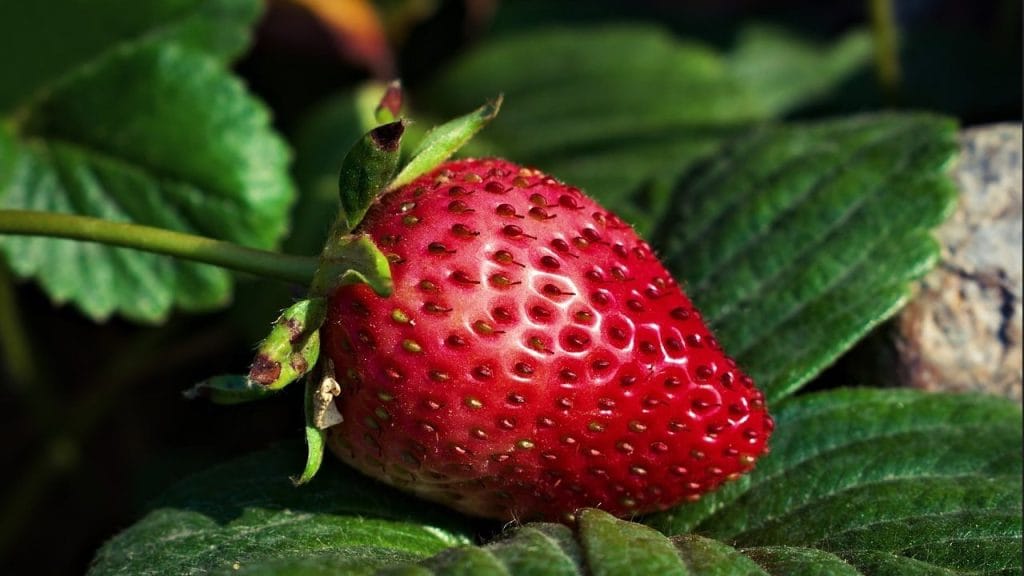 Чим підживити полуницю весною: найкращі добрива та техніка Чим підживити полуницю весною: найкращі добрива та техніка