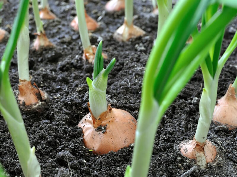 Замочіть цибулю перед висаджуванням у цьому розчині – і восени зберете щедрий урожай. Городники поділилися "таємним прийомом" пророщування Замочіть цибулю перед висаджуванням у цьому розчині – і восени зберете щедрий урожай. Городники поділилися "таємним прийомом" пророщування