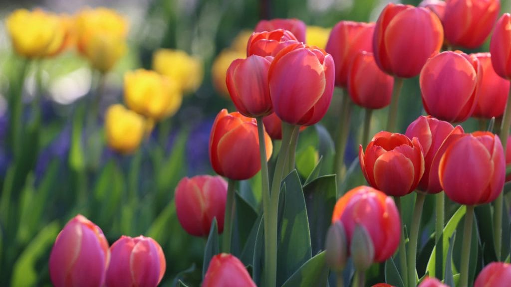 Чекайте сильних імпульсів: календар магнітних бур травня 2024 Чекайте сильних імпульсів: календар магнітних бур травня 2024