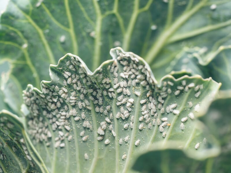 "Білокрилка не може ні літати, ні відкладати яйця". Названо простий і ефективний рецепт розчину