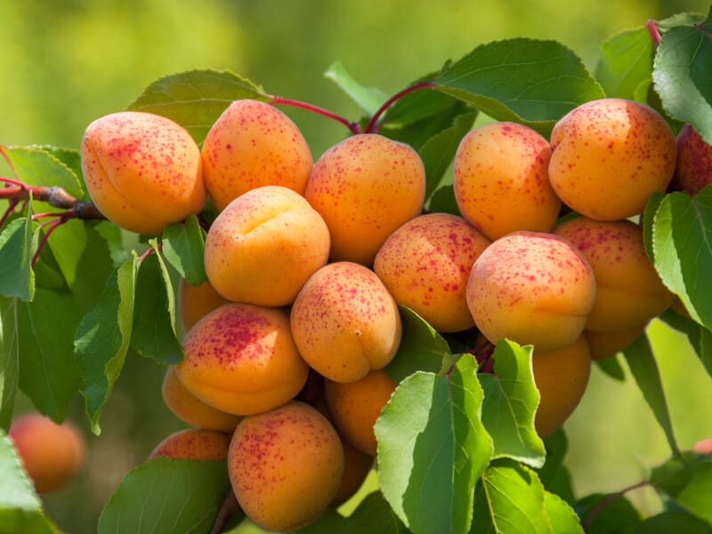 Садівник розповів, чим підживити абрикоси й персики у червні, щоб плоди були великими і солодкими Садівник розповів, чим підживити абрикоси й персики у червні, щоб плоди були великими і солодкими