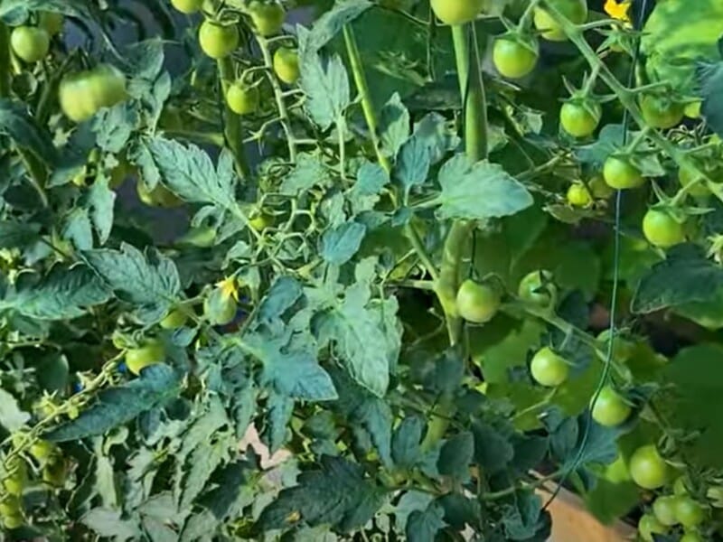 "Скручується листя в томатів? Усе виправляється в момент". Городник розповів, як за допомогою правильного поливу врятувати врожай помідорів "Скручується листя в томатів? Усе виправляється в момент". Городник розповів, як за допомогою правильного поливу врятувати врожай помідорів