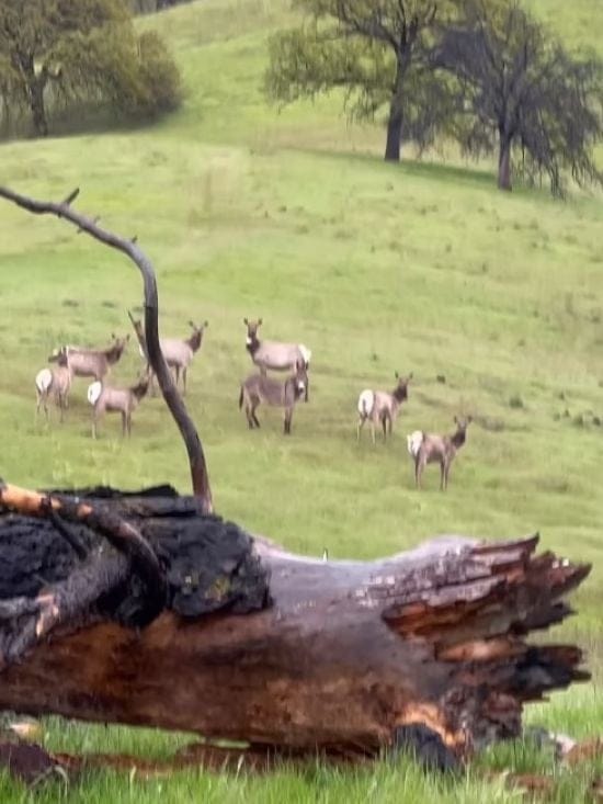Домашнього віслюка, який втік п'ять років тому, помітили у стаді диких лосів – відео