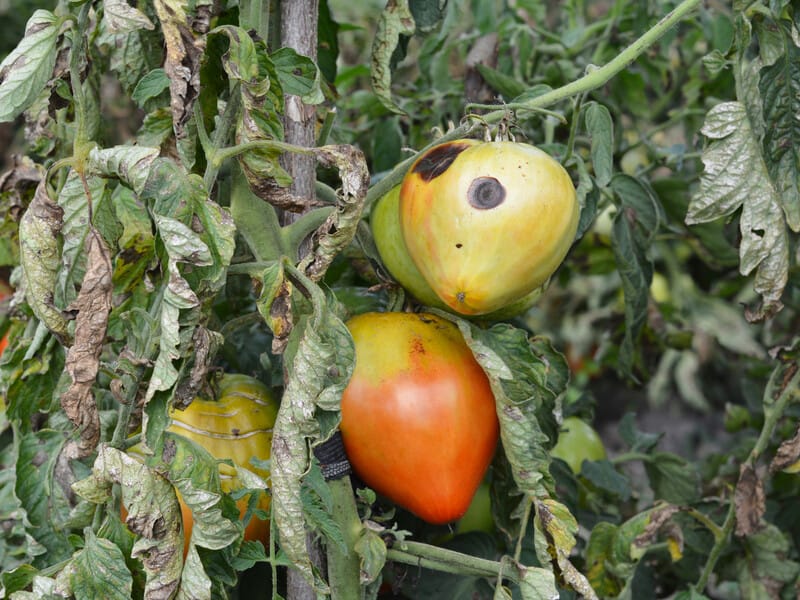 Як перемогти вершинну гниль. Допоможуть два прості інгредієнти Як перемогти вершинну гниль. Допоможуть два прості інгредієнти