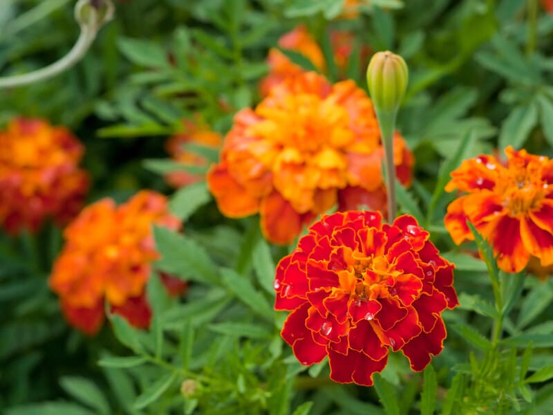 "Не тільки додасть ділянці краси, а й допоможе захистити від шкідників". Де варто посадити чорнобривці