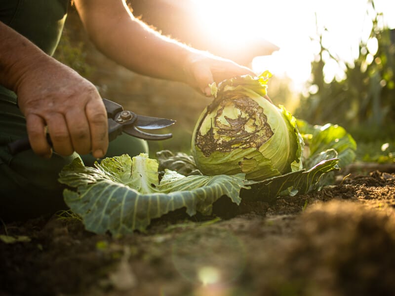 Хрестоцвіта блішка піде з капусти. Назвали простий бюджетний спосіб боротьби