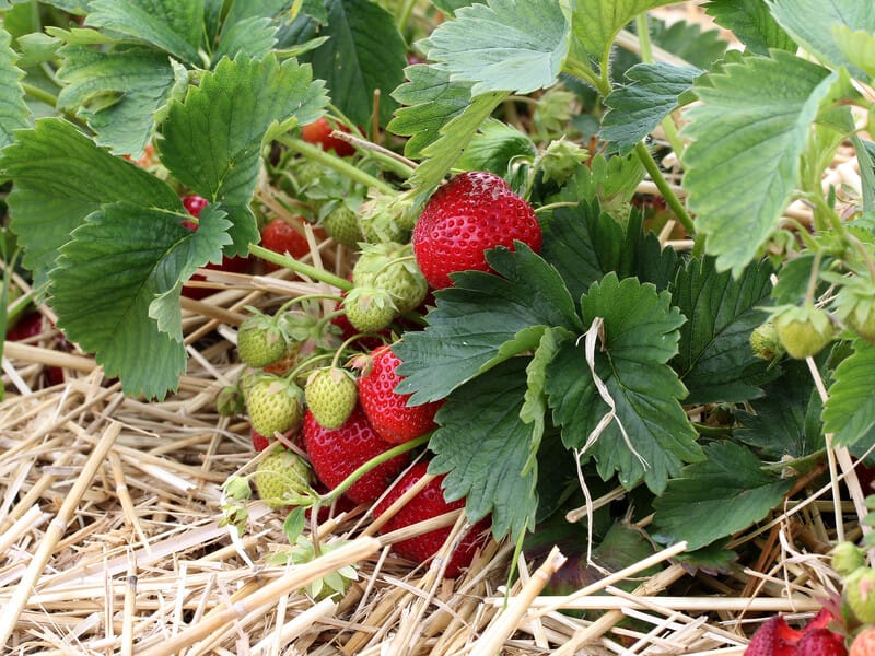 "Це допоможе оновитися й підготуватися до нового сезону". Городник розповів, що робити з полуницею після того, як зібрали врожай