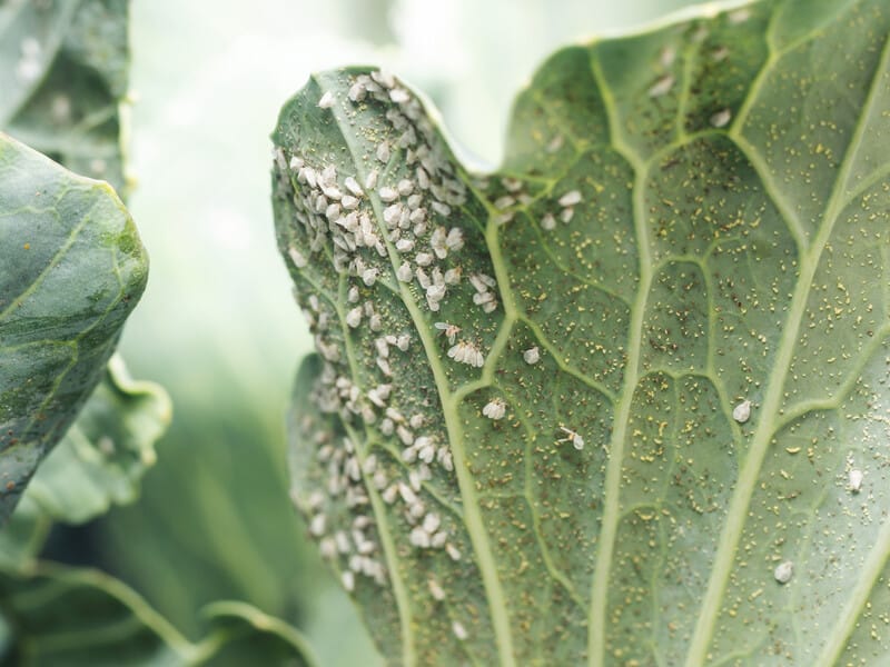 "Листя капусти чисте, а білокрилка залишилася на землі". Назвали точні пропорції доступних інгредієнтів для боротьби зі шкідником