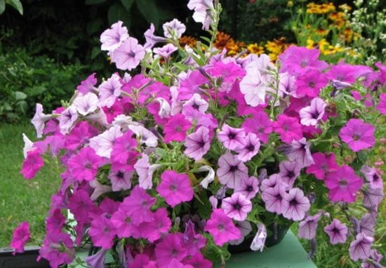 Чим підживити петунію, щоб вона рясно цвіла