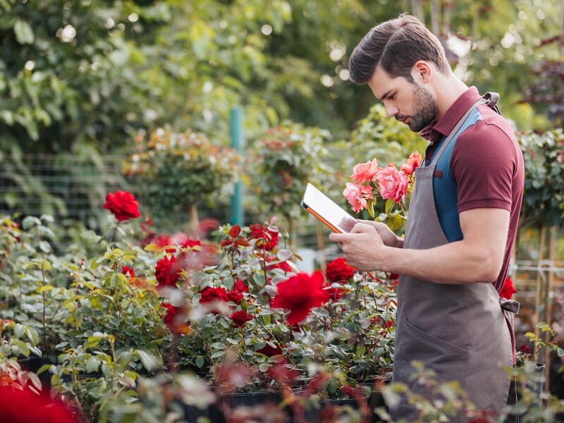 Обов'язково зробіть це з трояндами в червні. Садівники дали рекомендації