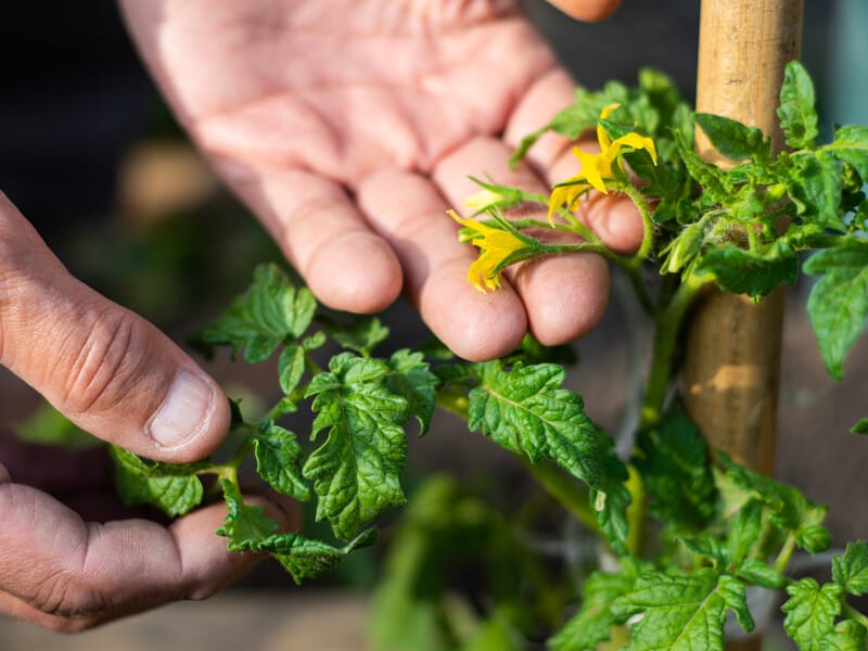 "Назавжди забудете про проблему". Названо розчин, який допоможе, якщо на томатах немає зав'язі "Назавжди забудете про проблему". Названо розчин, який допоможе, якщо на томатах немає зав'язі