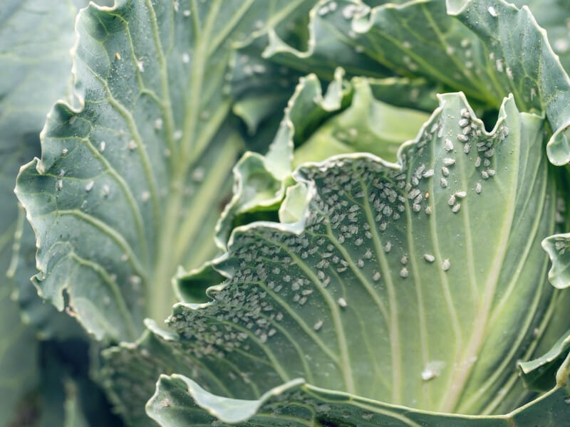 Змішайте це з милом і білокрилці – "гаплик". Рецепт народного засобу, яким городники обробляють капусту для захисту від шкідників