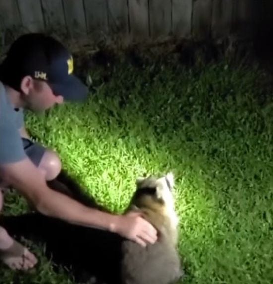 Троє друзів врятували дикого єнота, який вдавився сиром: курйозна історія та відео