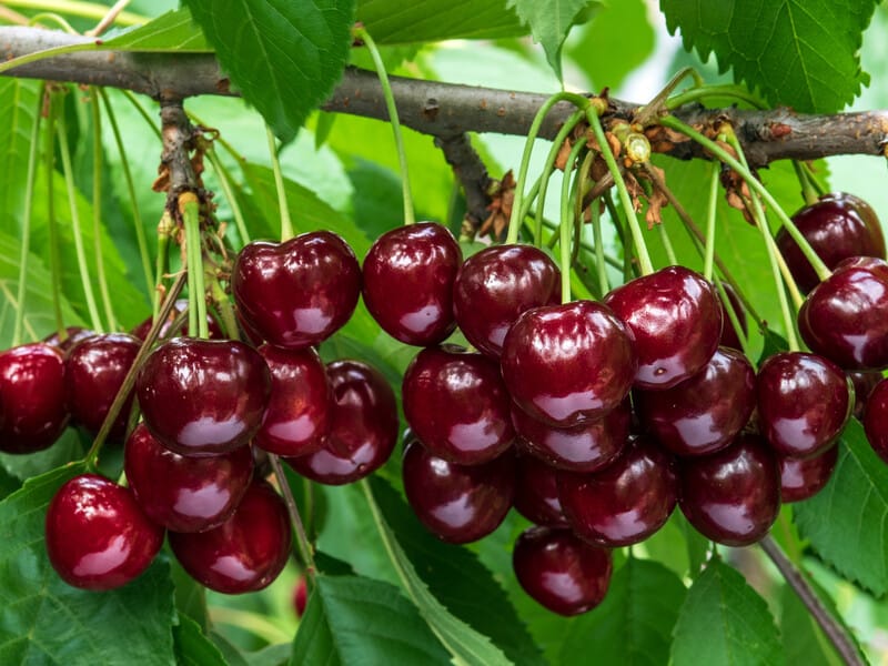 "Зручно і практично". Садівниця розповіла, як за допомогою агроволокна захистити черешні від птахів