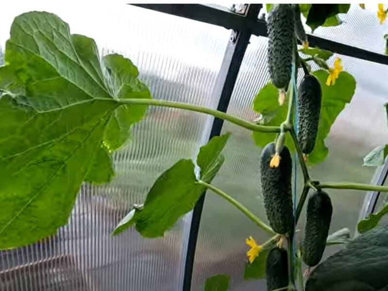 Полийте цим огірки – і вони будуть постійно плодоносити. Огородник розповів про підживлення, яким поливає кущі після збирання врожаю Полийте цим огірки – і вони будуть постійно плодоносити. Огородник розповів про підживлення, яким поливає кущі після збирання врожаю