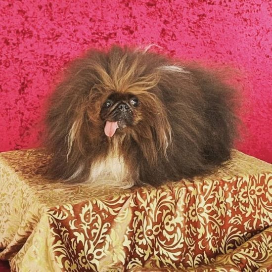 Названо найпотворнішого собаку у світі 2024 року: який він має вигляд (фото)