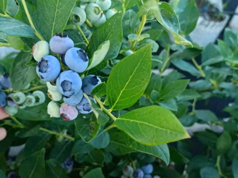 Робіть це постійно - і лохина виросте велика і солодка. Садівник розповів про два простих правила Робіть це постійно - і лохина виросте велика і солодка. Садівник розповів про два простих правила
