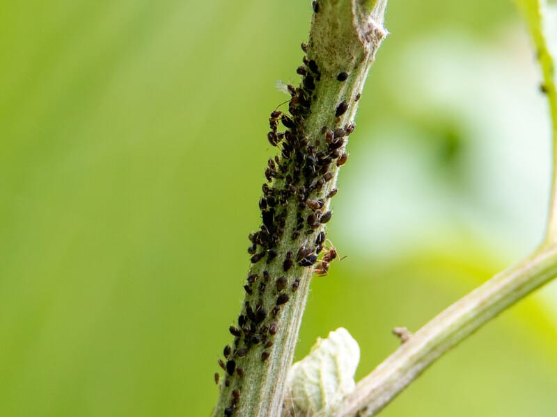 Як боротися з попелицею. П'ять рецептів без хімії Як боротися з попелицею. П'ять рецептів без хімії