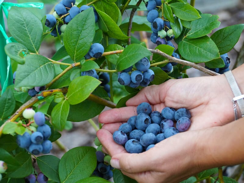 Не робіть цього, інакше лохина не буде плодоносити. Названо п'ять головних помилок Не робіть цього, інакше лохина не буде плодоносити. Названо п'ять головних помилок