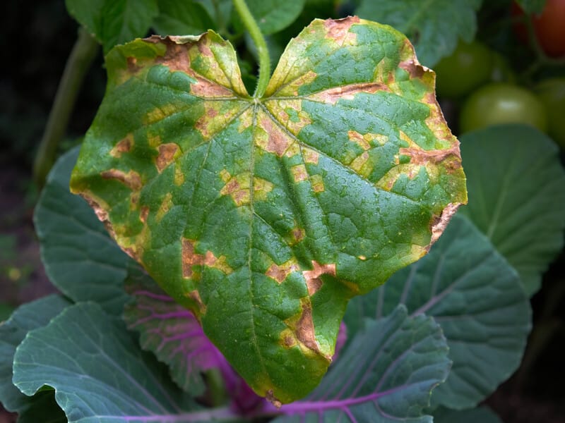 Зробіть це підживлення на основі меду – і листя огірків не жовтітиме Зробіть це підживлення на основі меду – і листя огірків не жовтітиме