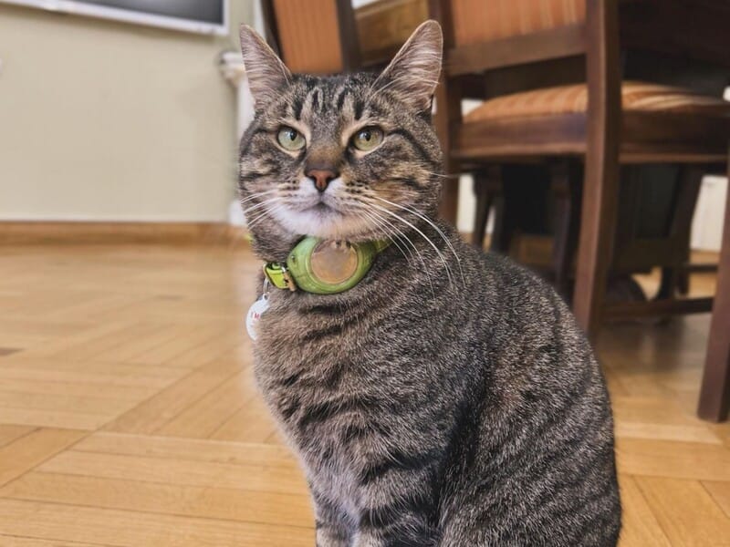 "Котячий мер" Львова атакував Віктора Ющенка після того, як він назвав його свинею. Відео