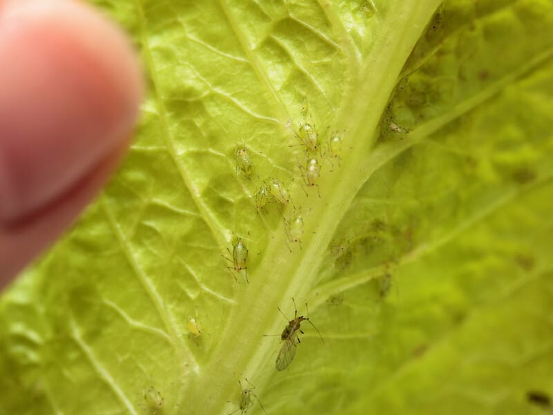 "Жодної хімії не знадобиться!" Сім ефективних методів боротьби з попелицею "Жодної хімії не знадобиться!" Сім ефективних методів боротьби з попелицею