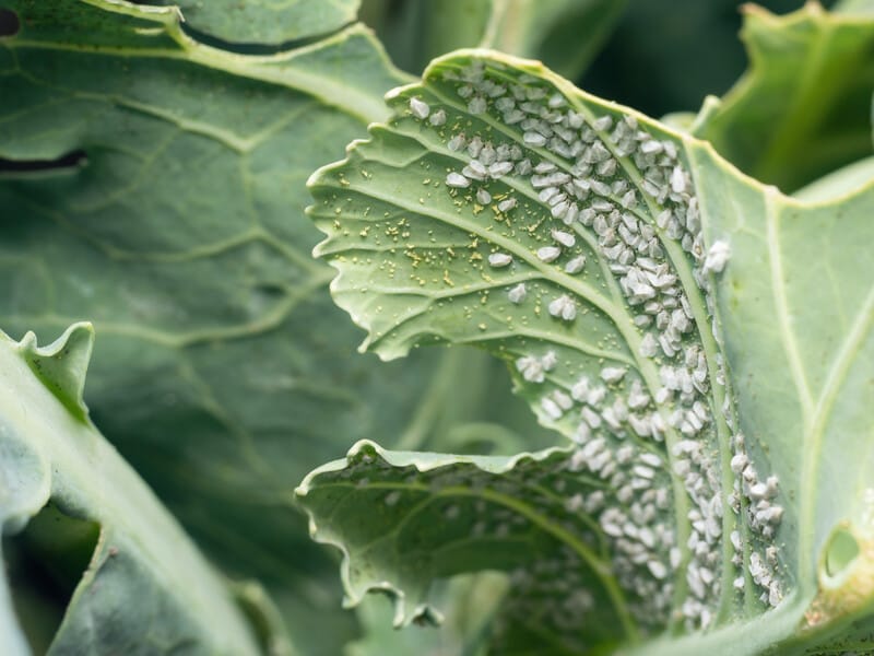 "Уся білокрилка здохла повністю. Жодна не літає". Городниця розповіла, як за день позбулася шкідників на капусті "Уся білокрилка здохла повністю. Жодна не літає". Городниця розповіла, як за день позбулася шкідників на капусті