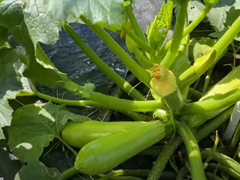 "Годуємо так кабачки раз на два тижні – і щодня збираємо рясний урожай". Городник розповів про ефективне добриво без хімії