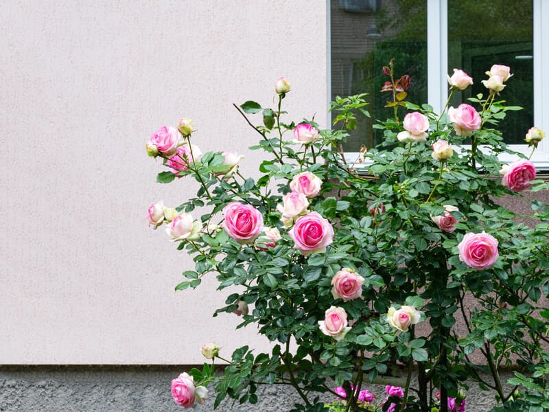 "Троянди після цього зацвітуть удвічі сильніше". Садівник розповів, як улітку доглядати за кущами