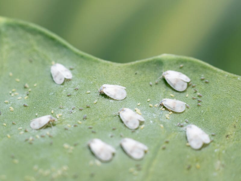 "Цей метод дав найкращий результат". Названо простий засіб із трьох інгредієнтів для боротьби з білокрилкою "Цей метод дав найкращий результат". Названо простий засіб із трьох інгредієнтів для боротьби з білокрилкою