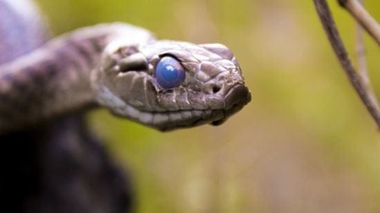 Батьки виявили у ліжку своєї доньки смертоносну змію (фото)