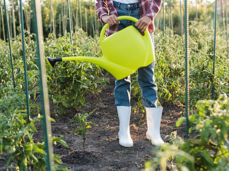 Ніколи не поливайте культури в цю пору – не буде користі. Названо три головні правила ефективного поливу