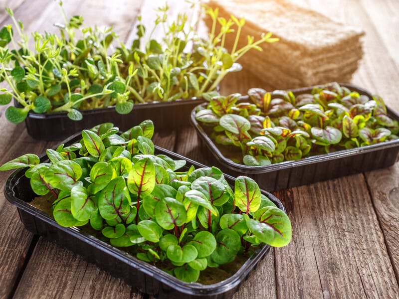 Що таке мікрогрін і в чому його користь