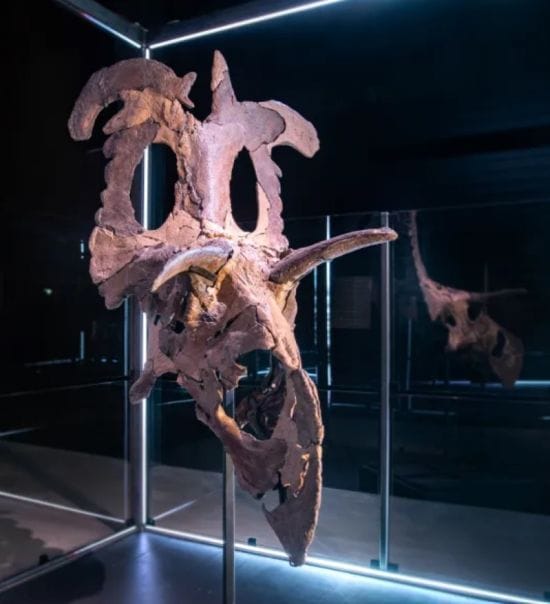 Знайдено нового динозавра з рогами замість брів і 200 зубами – фото