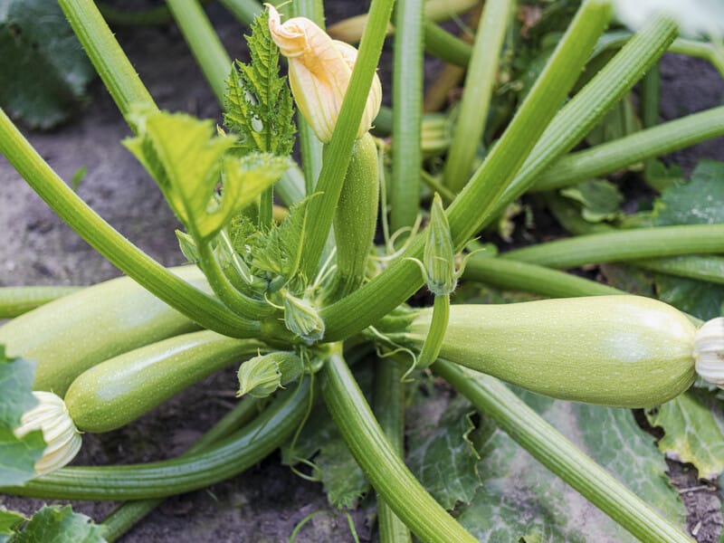 Додайте це у воду – і "рука втомиться збирати врожай". Городник розповів, чим у червні без хімії підживити кабачки