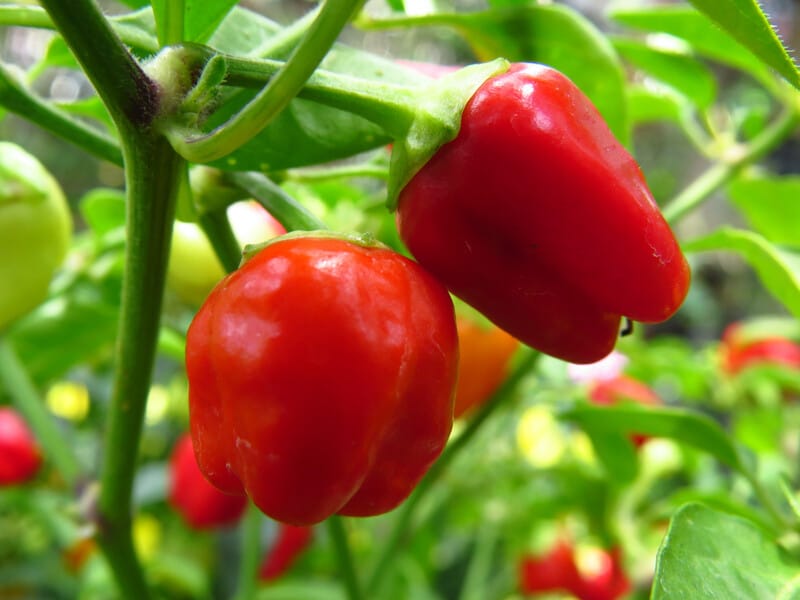 "Про це підживлення мало хто знає, а перцю буде вдвічі більше". Городник розповів, як приготувати ефективне добриво без хімії