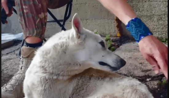 Стирчали ребра: на Харківщині прикордонники під час відбиття наступу врятували "собаку-голодаку" (відео)