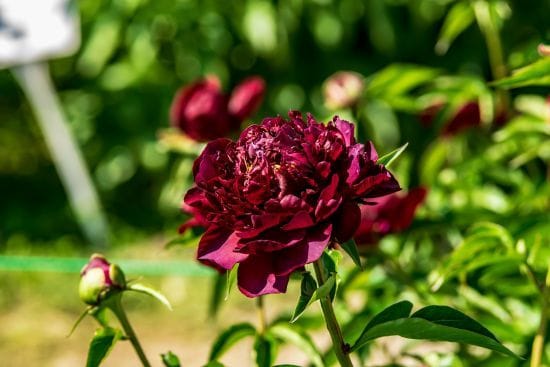 Що потрібно робити з півоніями після квітіння: наступного року буде ще більше бутонів Що потрібно робити з півоніями після квітіння: наступного року буде ще більше бутонів