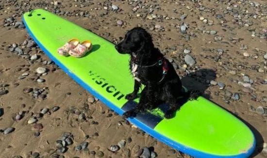 Шестилапа собака-"русалка" знайшла новий дім біля моря – фото