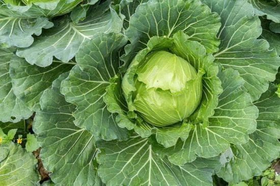 Підживлення капусти від садіння у відкритий ґрунт, в червні, липні, до качанів