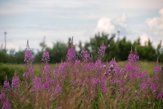 Україну накриють дощі: де очікувати сильні зливи у неділю, 23 червня 