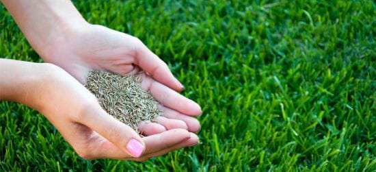 Найкращі види газонних трав: що посіяти, щоб не косити